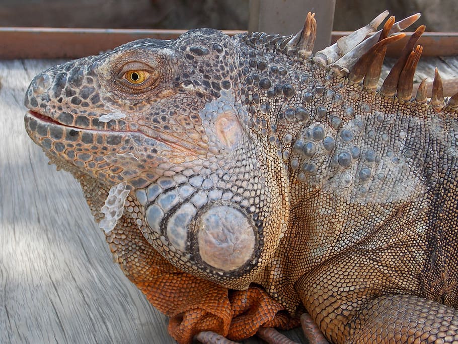 iguana, reptile, lizard, animal, animal themes, one animal HD wallpaper