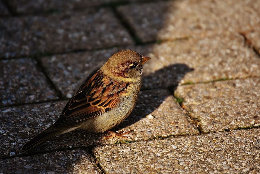 sparrow, bird, small, cute, nature, plumage, young, birds, sparrows HD wallpaper