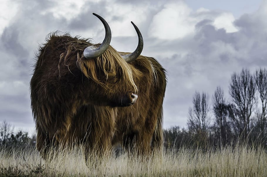 brown buffalo, cow, cattle, animal, bull, sky, countryside, grazing