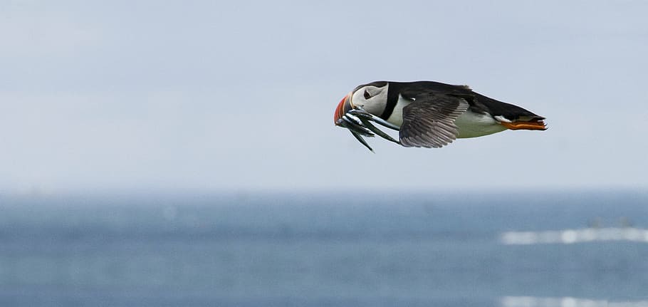 white and black bird flying above a body of water, puffin, feeding HD wallpaper