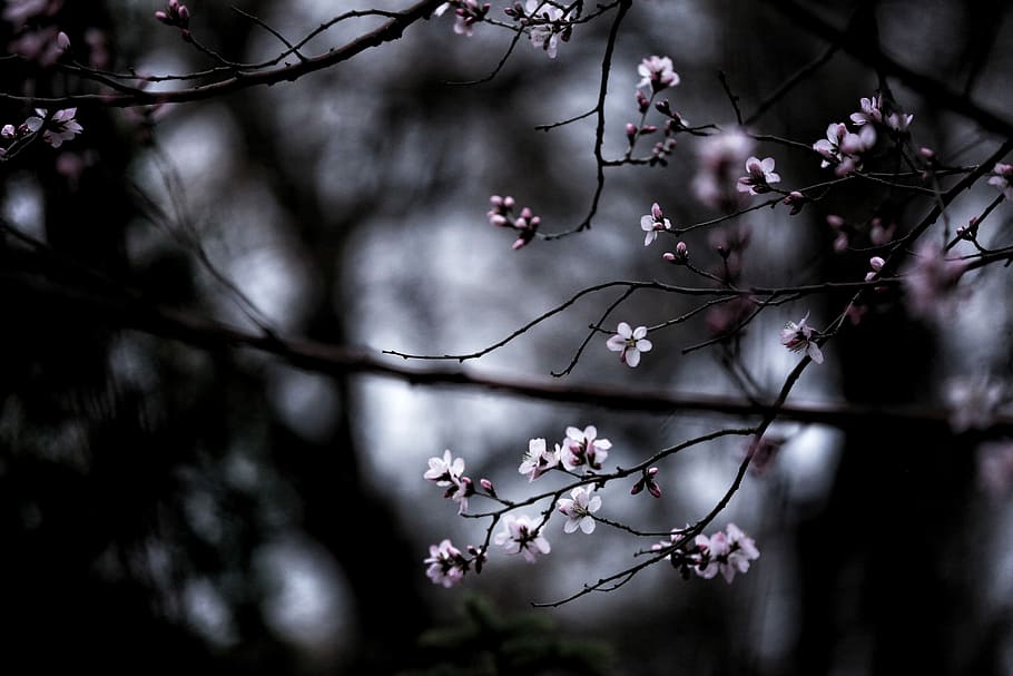 pink cherry blossom flowers, white flowers, tree, branch, nature