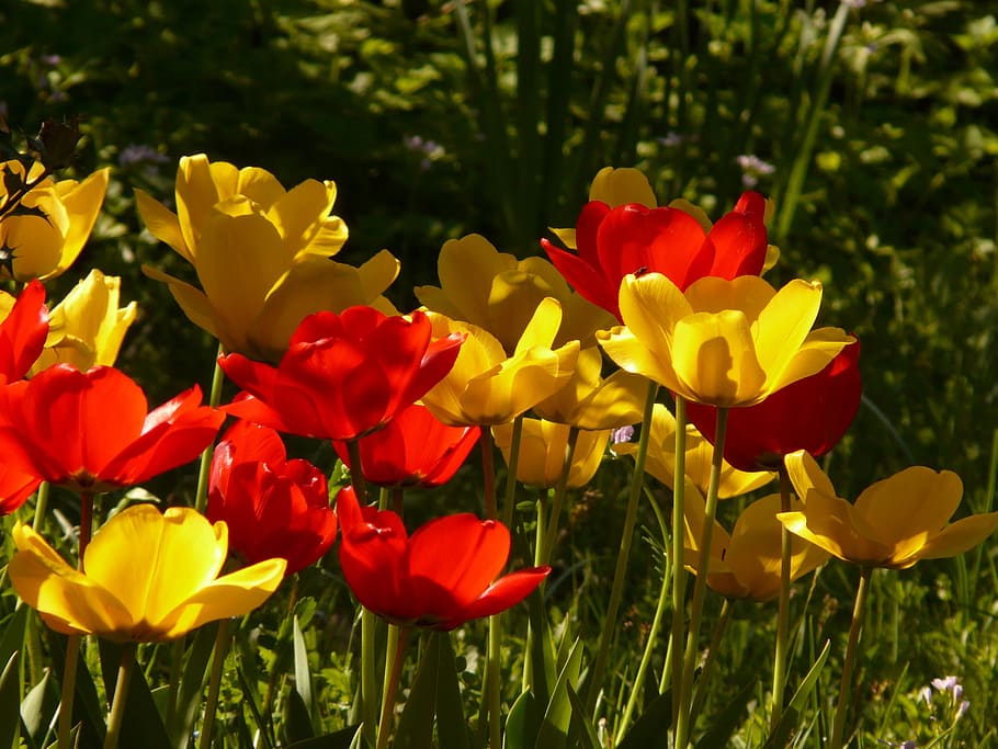 tulips, red, yellow, back light, beautiful, tulpenbluete, flowers HD wallpaper