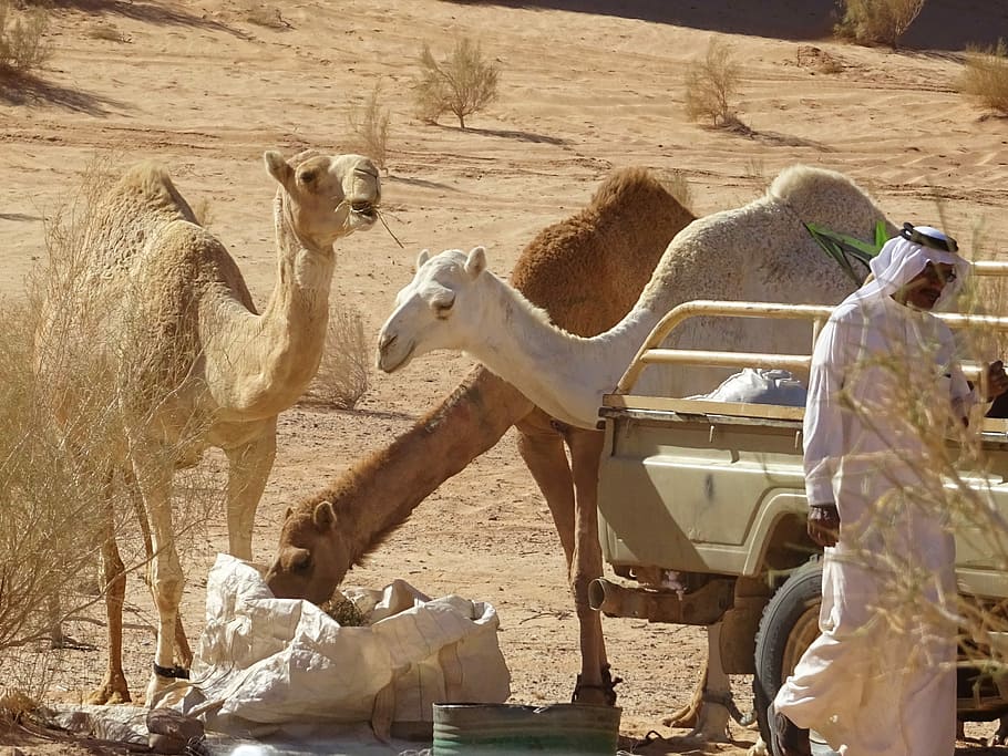 Camel, Jordan, Desert, no people, day, outdoors, nature, animal themes HD wallpaper