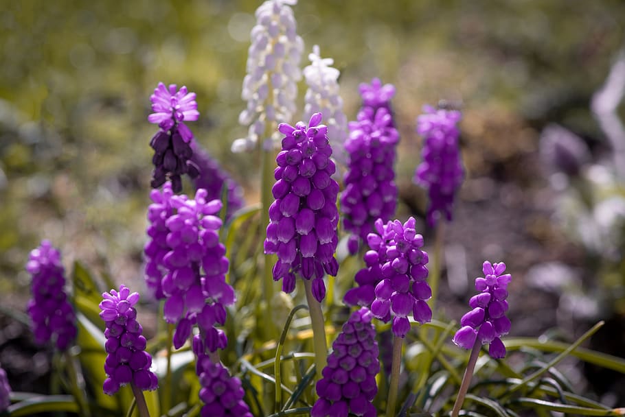 grape hyacinth, purple, white, garden, spring, nature, in the garden, HD wallpaper