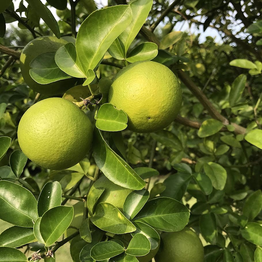 orange, fruit, fruit tree, food, citrus, tropical, nature, leaf HD wallpaper