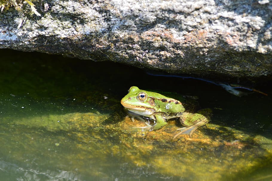 frog, pond, water, animal, animal themes, one animal, animal wildlife HD wallpaper