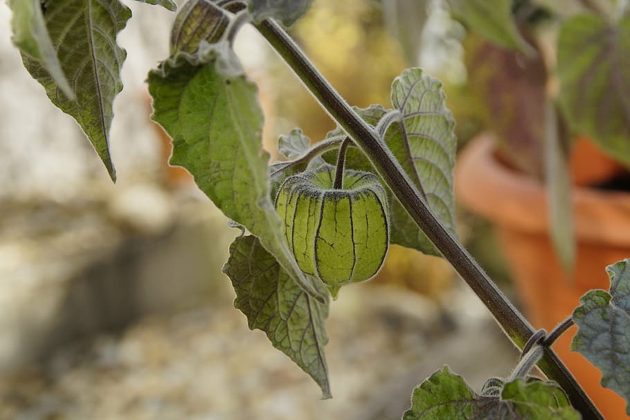physalis, plant, berry, green, nature, flora, cape gooseberry HD wallpaper