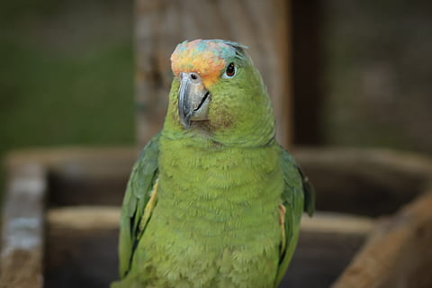 macaw, ave, bird, parrot, animal, tropical bird, exotic bird HD wallpaper