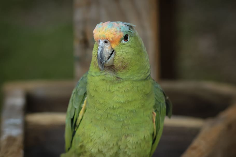 macaw, ave, bird, parrot, animal, tropical bird, exotic bird HD wallpaper