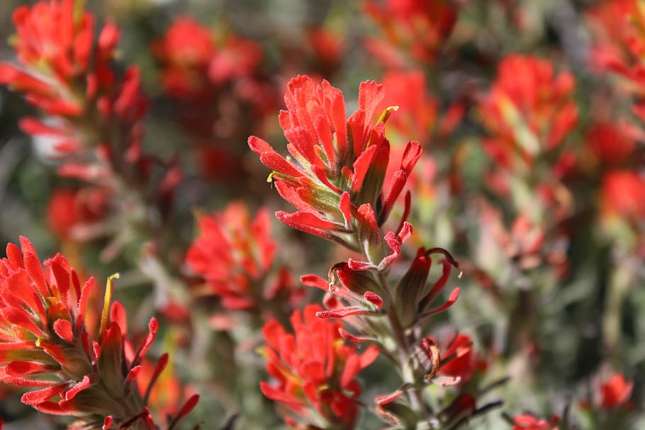 flower, nature, flora, tree, garden, red, plant, spring, natural HD wallpaper