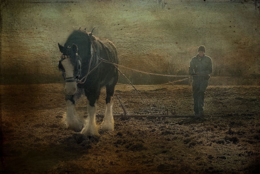 devon, uk, horse, plough, morwellham quay, countryside, photograph, HD wallpaper