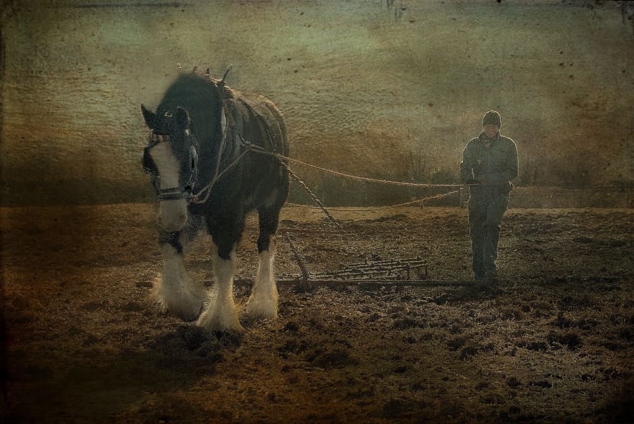 devon, uk, horse, plough, morwellham quay, countryside, photograph HD wallpaper