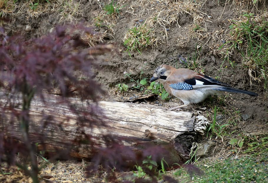 jay, bird, foraging, feather, plumage, nature, animal world HD wallpaper