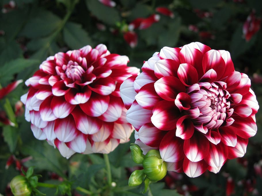 close up photography of red and white petaled flowers, dahlia, HD wallpaper