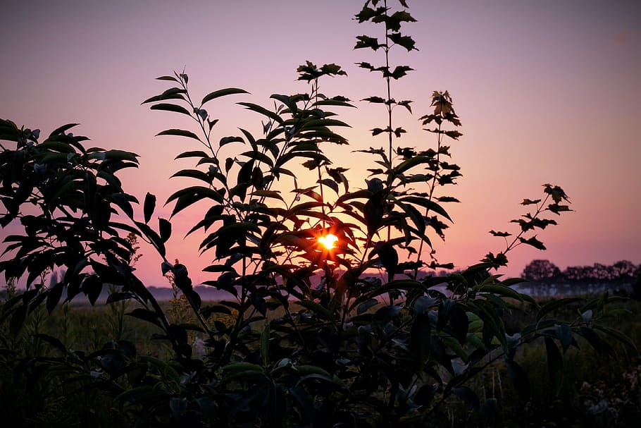sunrise, grass, mood, sky, nature, morgenstimmung, morning HD wallpaper