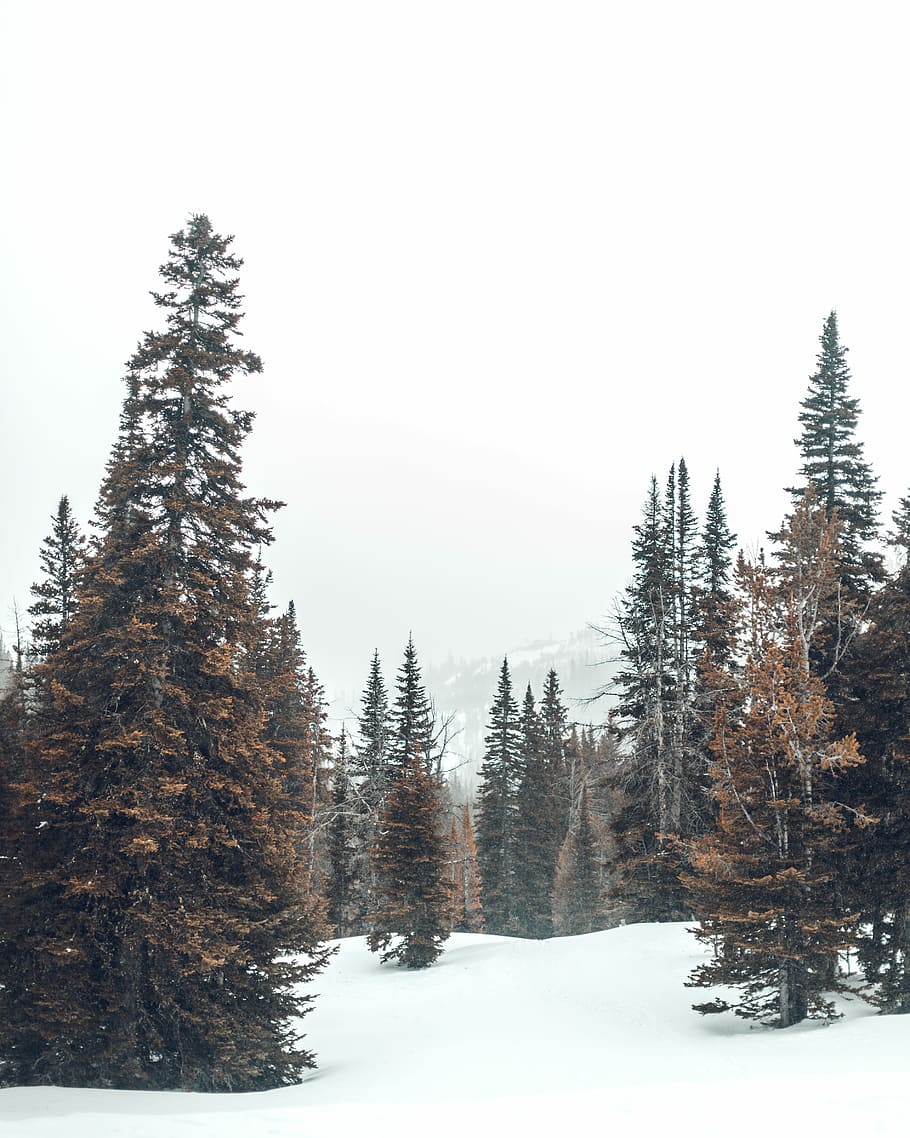 trees under gray sky, photo of trees on snow, mountain, forest HD wallpaper