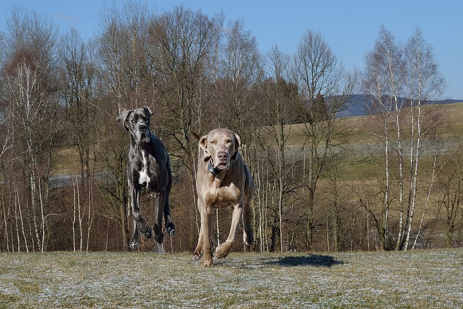 dog run, great dane, mammal, animal themes, tree, domestic animals, HD wallpaper