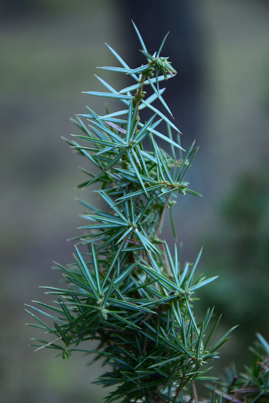 Christmas Tree, Tree, Branch, Conifer, iglak, plants, closeup HD wallpaper