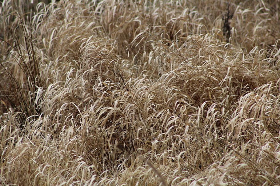 grass, grinding, dry, nature, landscape, growth, plant, field HD wallpaper