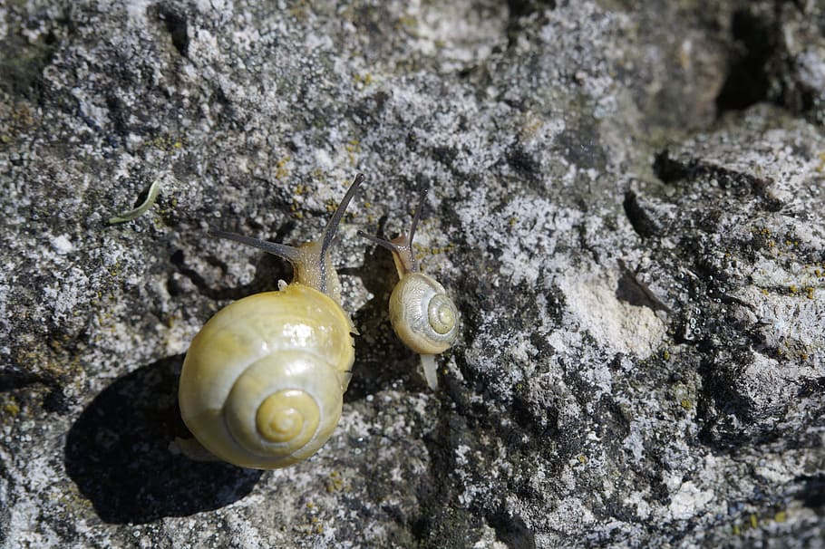 snails, crawl, steinig, yellow, shell, slowly, mollusk, nature HD wallpaper