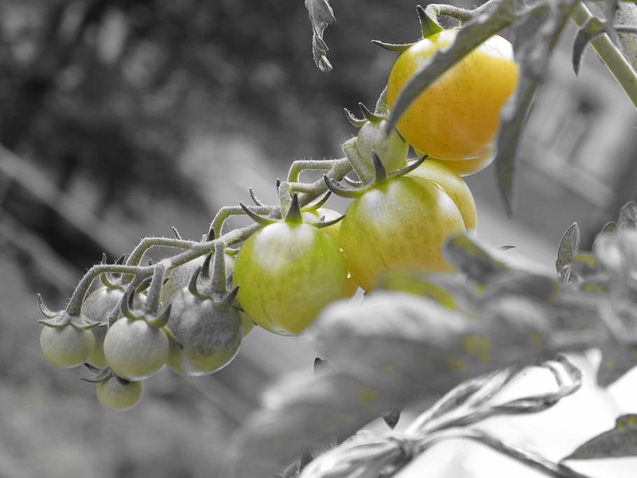 Tomato, Vegetable, Vegetables, tomatoes, cultivation, plant HD wallpaper