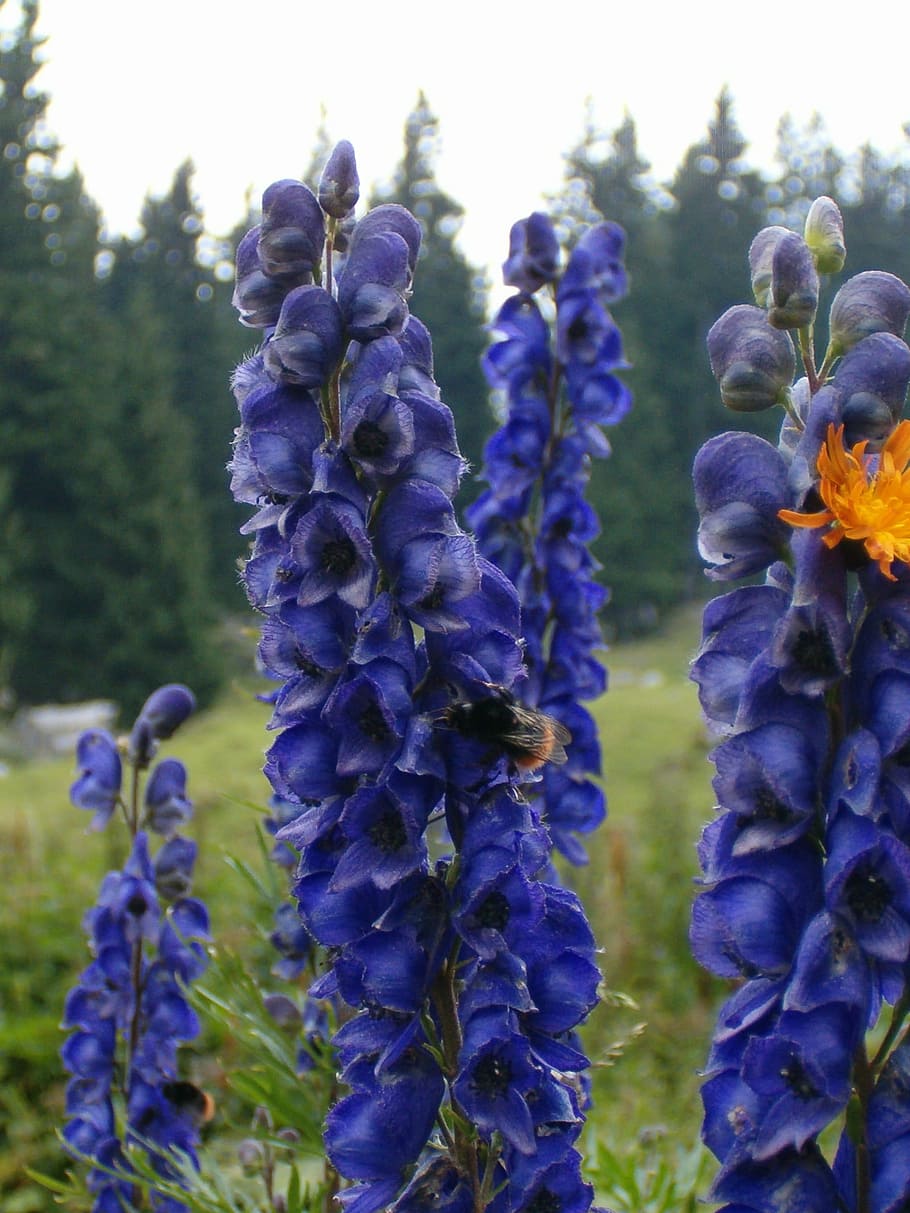 flower, insect, bee, nature, blossom, plant, macro, flowering plant HD wallpaper