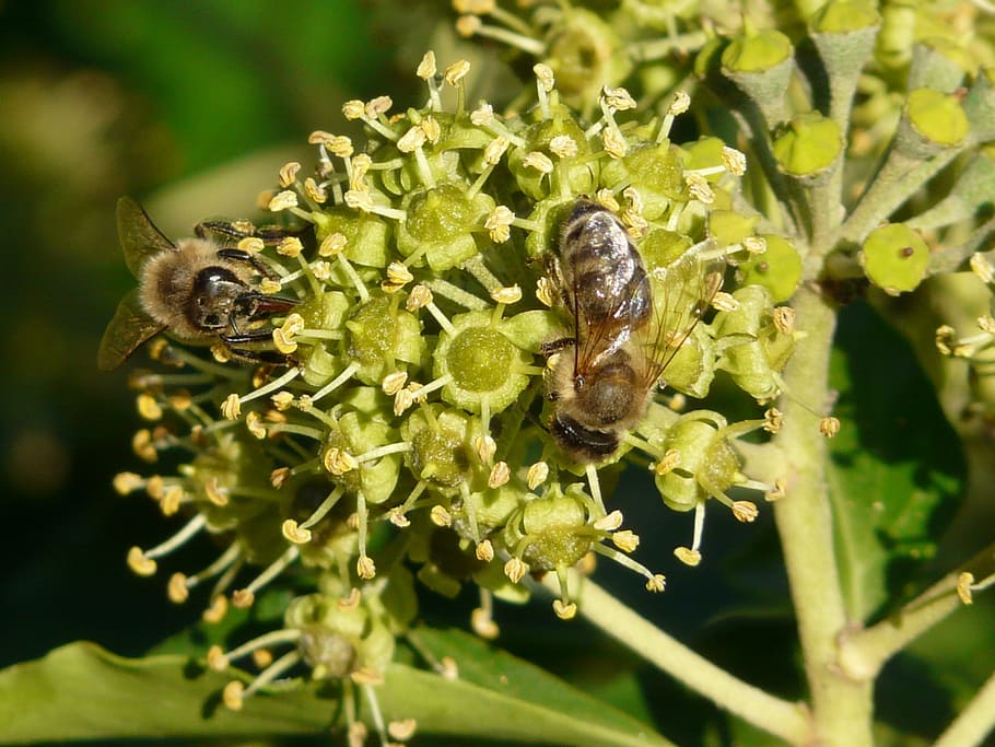 Inflorescence, Pollination, Bees, Ivy, common ivy, hedera helix, HD wallpaper