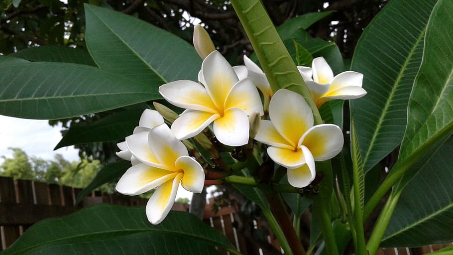 flower, white, yellow, magnolia, spring, flowering plant, petal, HD wallpaper