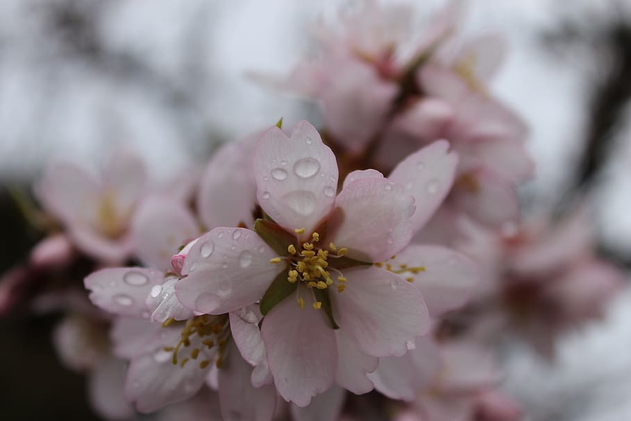 flower, almond tree, flowering plant, beauty in nature, fragility HD wallpaper
