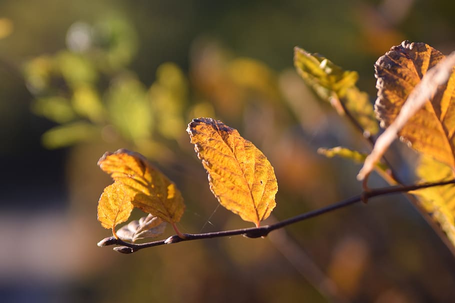 autumn, leaf, nature, forest, fall foliage, tree, leaves, fall leaves HD wallpaper