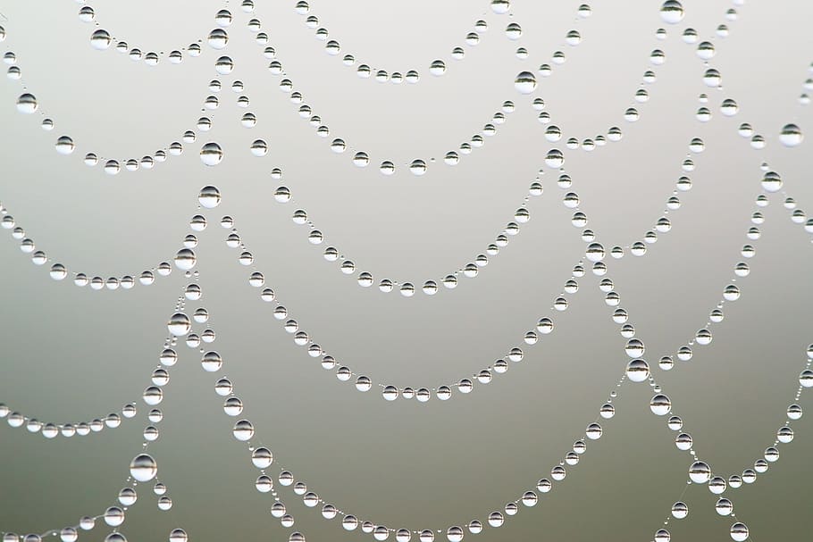 macro photography of water drops, cobweb, network, dewdrop HD wallpaper