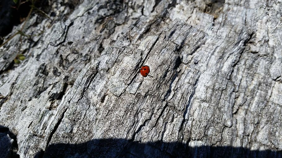 ladybug, insect, kids, biology, nature, close-up, invertebrate HD wallpaper