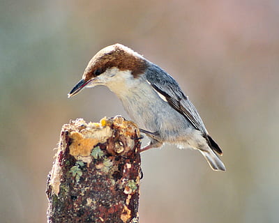 bird, nuthatch, brown-headed nuthatch, nature, wildlife, songbird HD wallpaper