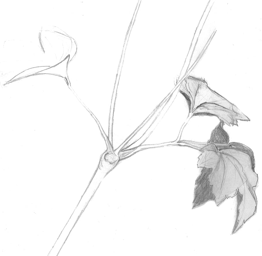 Succulent Plant Pencil drawing by Charlotte Ambler | Artfinder