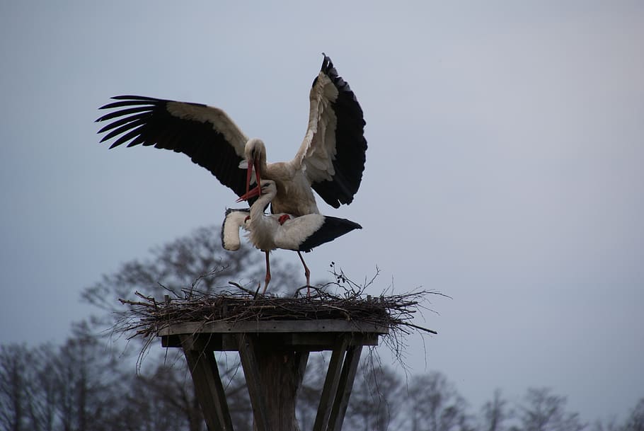 birds, beak, stork, socket, wings, young, animals in the wild HD wallpaper