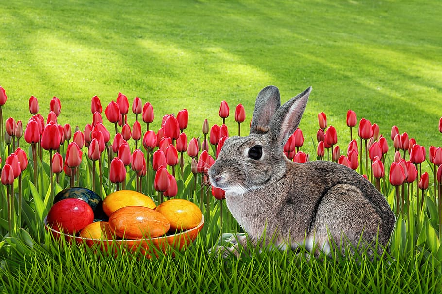 grass, easter, meadow, nature, plant, animal, mammal, animal themes HD wallpaper
