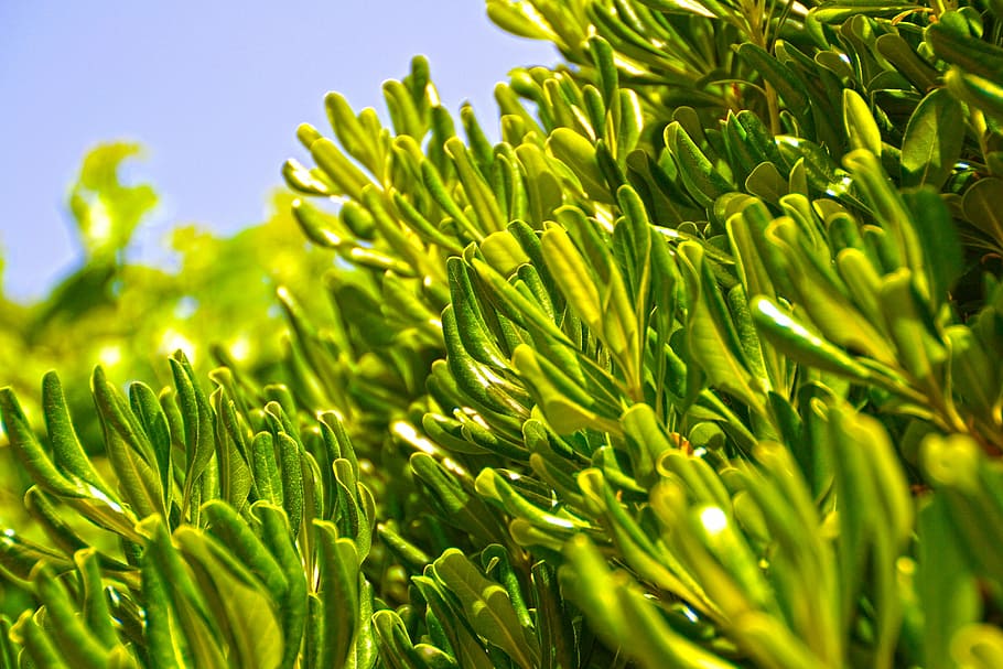 Olive, Tree, Leafs, Oil, Plant, branch, nature, farming, green color HD wallpaper