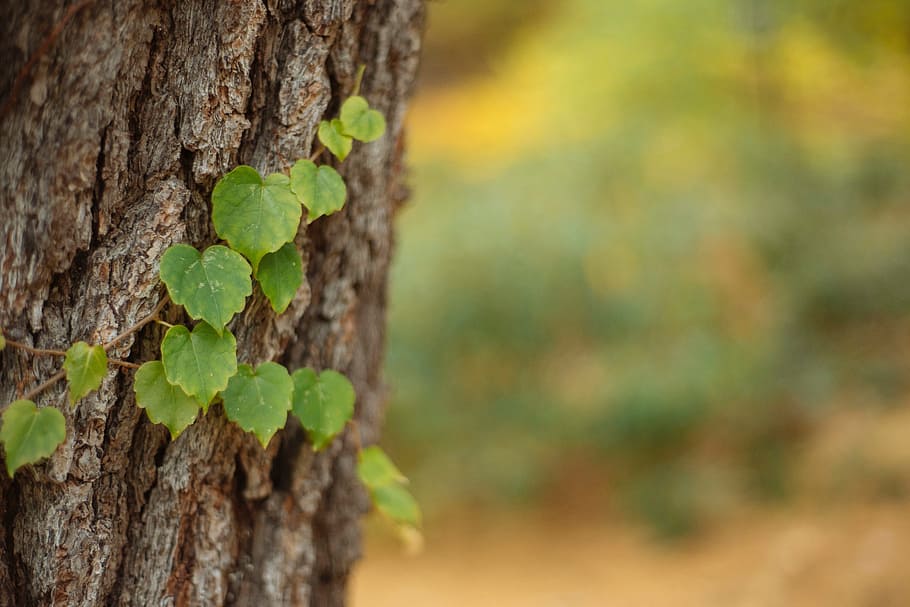 tree, wood, leaf, vines, plant, nature, tree trunk, focus on foreground HD wallpaper