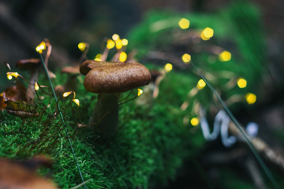 selective focus photo of brown mushroom, brown mushrooms, toadstool HD wallpaper