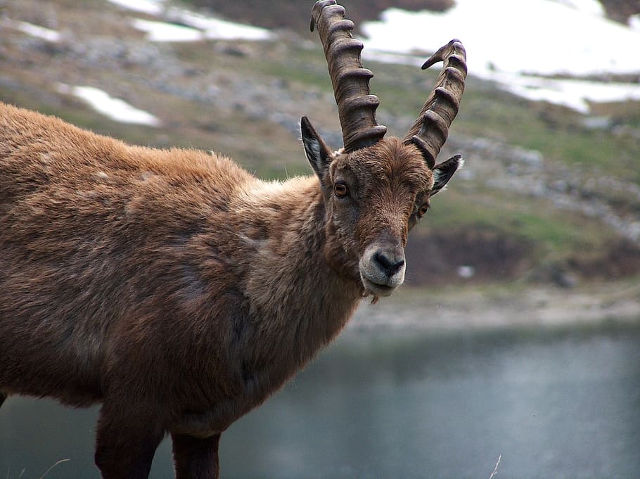 ibex, mountain, lake, animal, animal themes, mammal, animal wildlife HD wallpaper