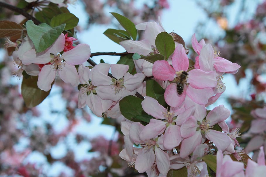 flower, tree, apple tree, plant, bee, spring, blooming apple tree HD wallpaper