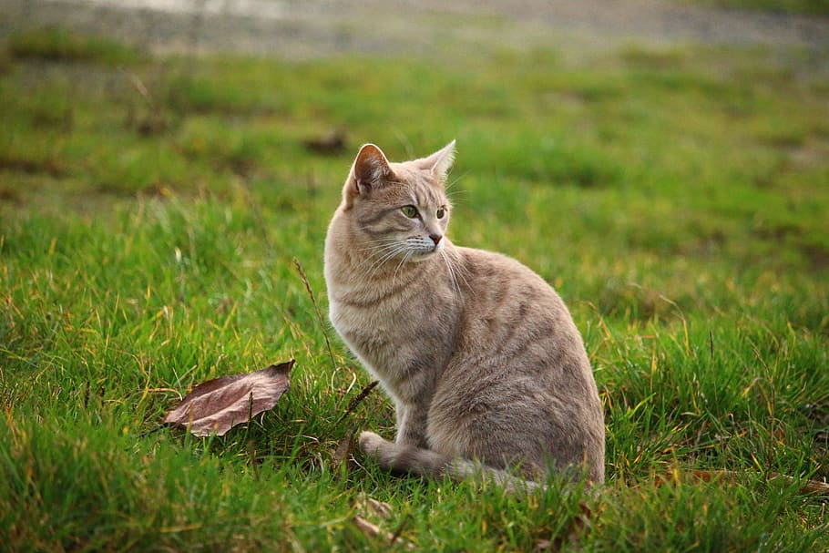 cat, meadow, kitten, mackerel, breed cat, young cat, pet, mammal HD wallpaper