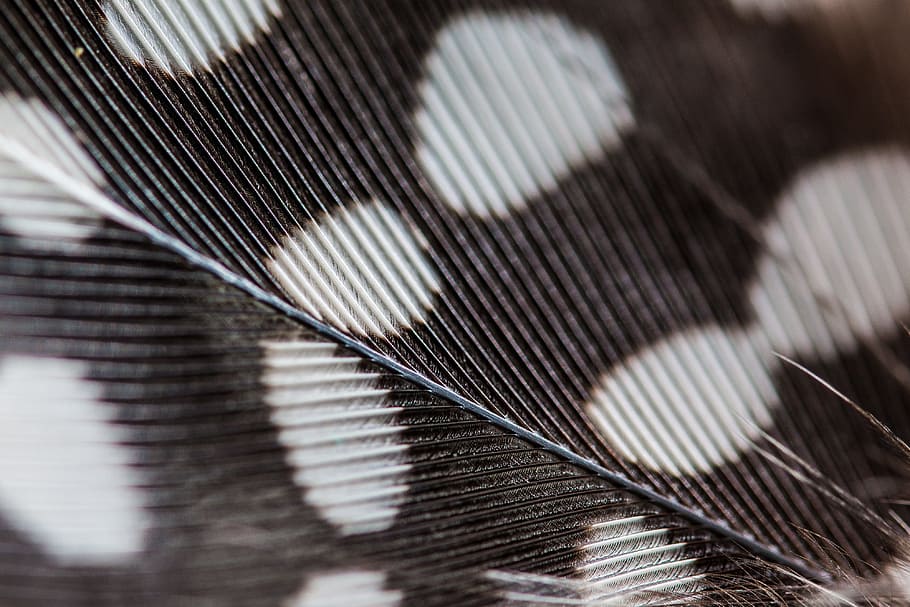 close-up of black and white polka-dot textile, perlhuhnfeder HD wallpaper