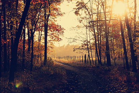 walk path beside trees, nature, forest, autumn, landscape, outdoors HD wallpaper