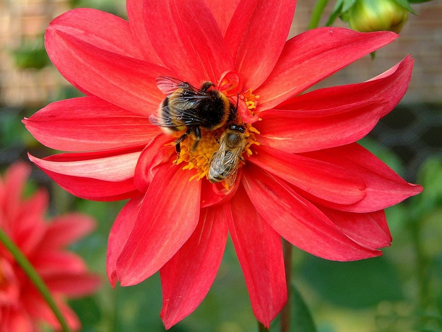 Flower, Insect, Nature, Close, red, hummel, bee, dahlia, blossom HD wallpaper