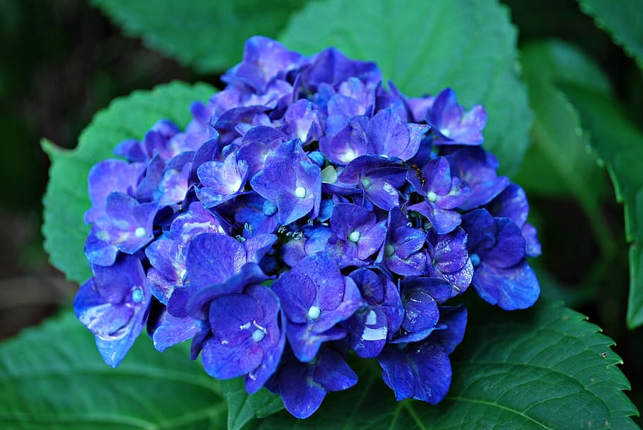 blue hydrangea flower, blue flower, hydrangea flora, flowering plant HD wallpaper