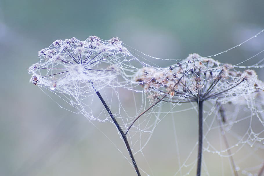 cobweb, spider's web, drops, dry plants, meadow, autumn, haze HD wallpaper