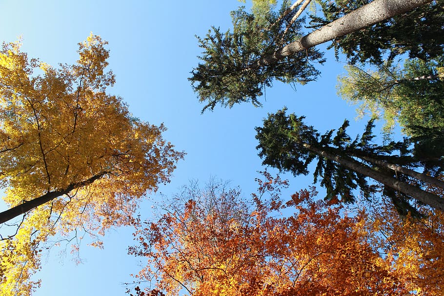 forest, nature, autumn, tree, plant, change, low angle view HD wallpaper