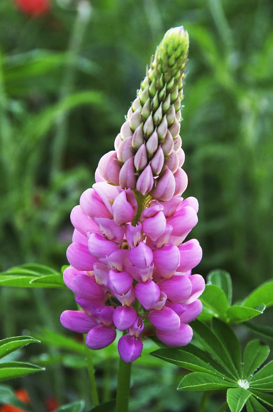 selective focus photo of pink foxtail lily flower, Lupine, Petals, HD wallpaper