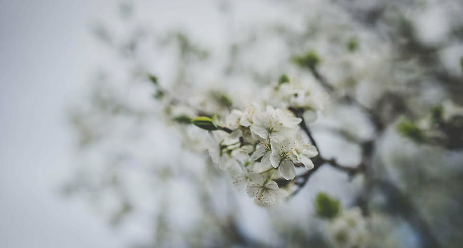 selective focus photo of white cherry blossoms, flower, bloom HD wallpaper